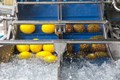 PEELING AND CORING MACHINE MELONS, PINEAPPLES AND BUTTERNUT SQUASH